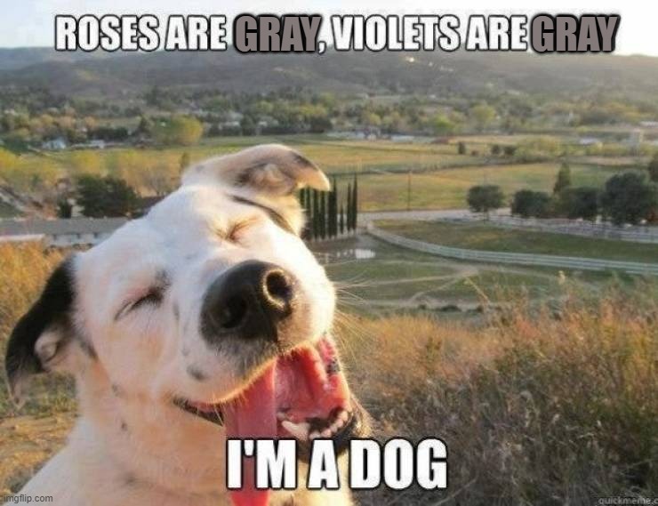 GRAY                            GRAY | image tagged in dogs | made w/ Imgflip meme maker