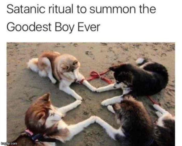 we must summon the goodest of boys my brothers and sisters | image tagged in doggo | made w/ Imgflip meme maker