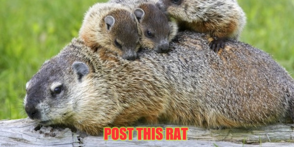 Rat invasion continues | POST THIS RAT | image tagged in rats,invasion,post this rat,cute animals,but why why would you do that | made w/ Imgflip meme maker