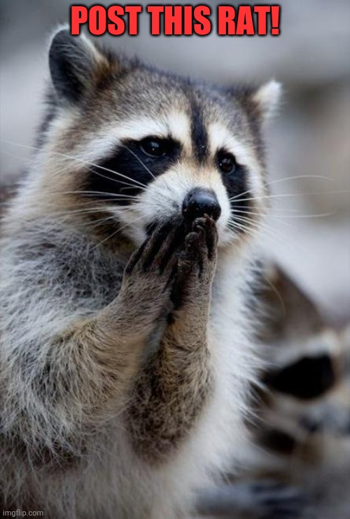 surprised raccoon | POST THIS RAT! | image tagged in surprised raccoon | made w/ Imgflip meme maker