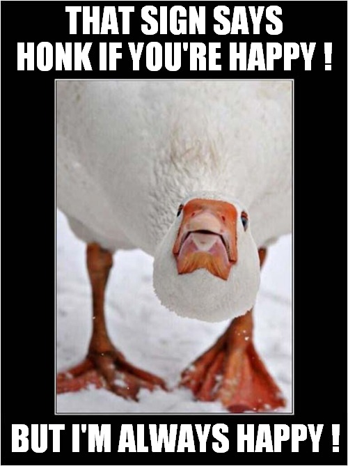 There's An Angry Goose On The Loose ! | THAT SIGN SAYS
HONK IF YOU'RE HAPPY ! BUT I'M ALWAYS HAPPY ! | image tagged in goose,stupid sign,honk | made w/ Imgflip meme maker