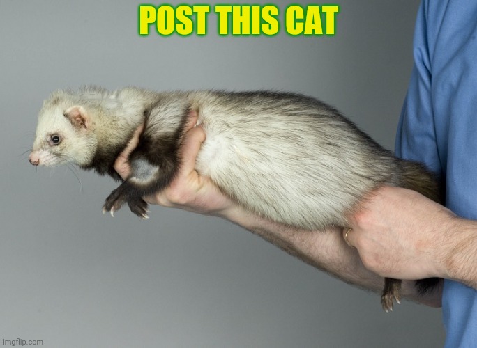 POST THIS CAT | made w/ Imgflip meme maker