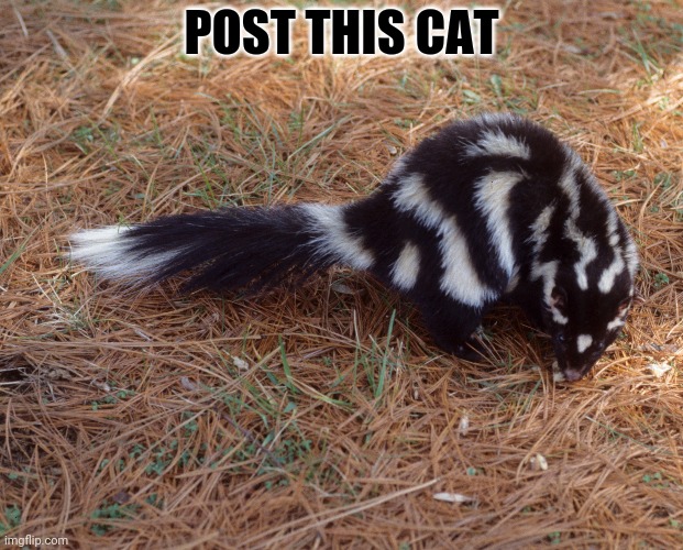Post this cat | POST THIS CAT | image tagged in post this cat,cats,cute animals,meow | made w/ Imgflip meme maker