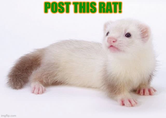 Rat invasion! | POST THIS RAT! | image tagged in post this rat,rats,invasion,cute animals,but why tho | made w/ Imgflip meme maker