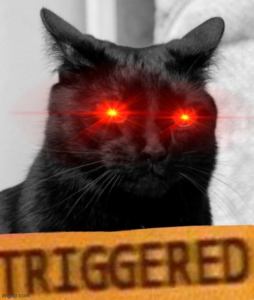 Triggered black cat | image tagged in black cat pissed,triggered,cat,black cat,meme,memes | made w/ Imgflip meme maker