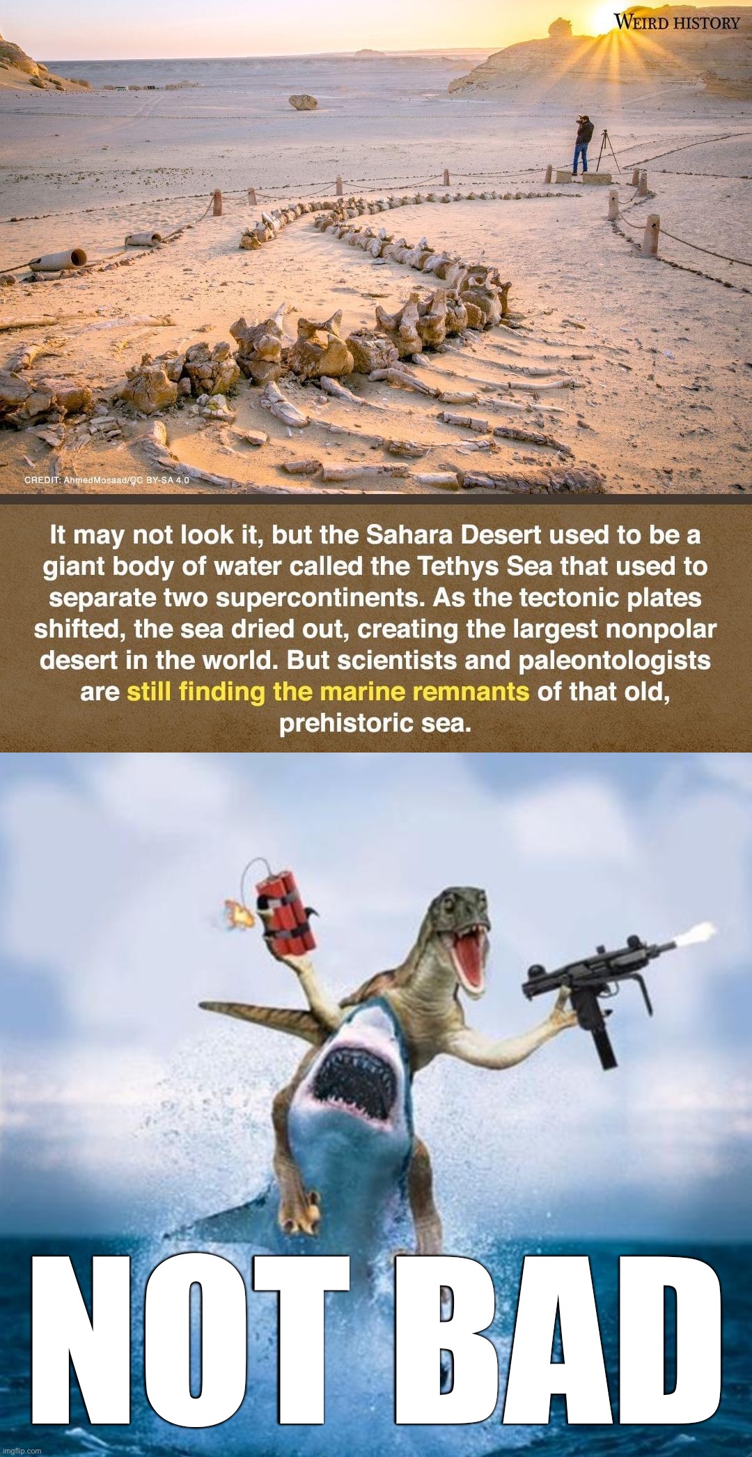 Not bad, Tethys Sea | NOT BAD | image tagged in tethys sea,dinosaur riding shark | made w/ Imgflip meme maker