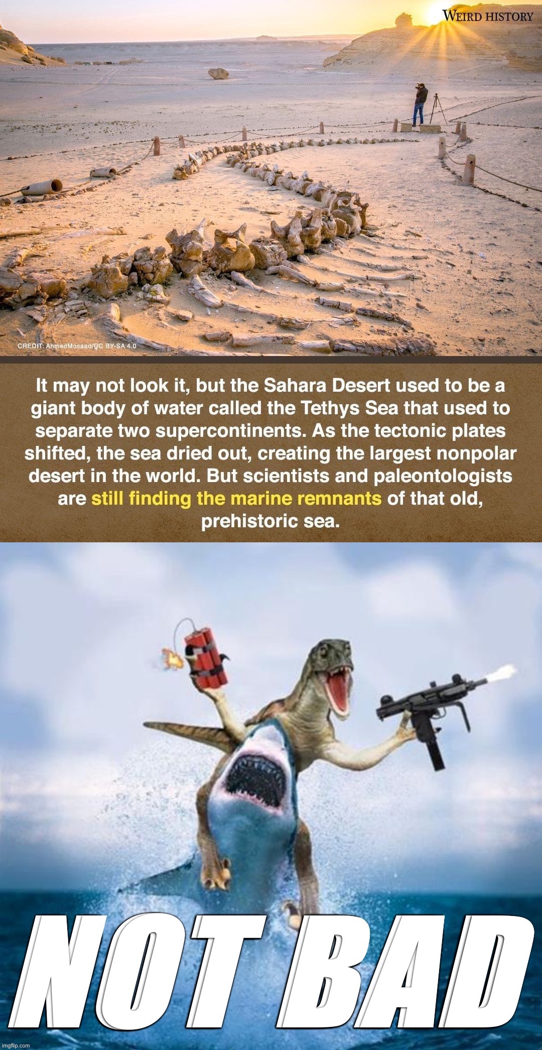 Tethys Sea was a badass | image tagged in tethys sea,sahara,desert,prehistoric,fossil,sea | made w/ Imgflip meme maker