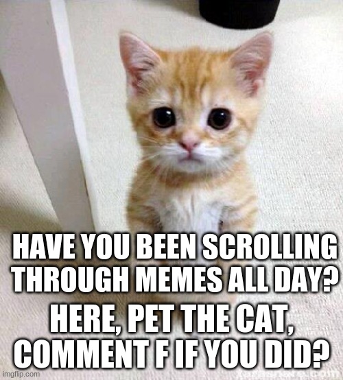 how's you day/night going? | HAVE YOU BEEN SCROLLING THROUGH MEMES ALL DAY? HERE, PET THE CAT, COMMENT F IF YOU DID? | image tagged in memes,cute cat | made w/ Imgflip meme maker