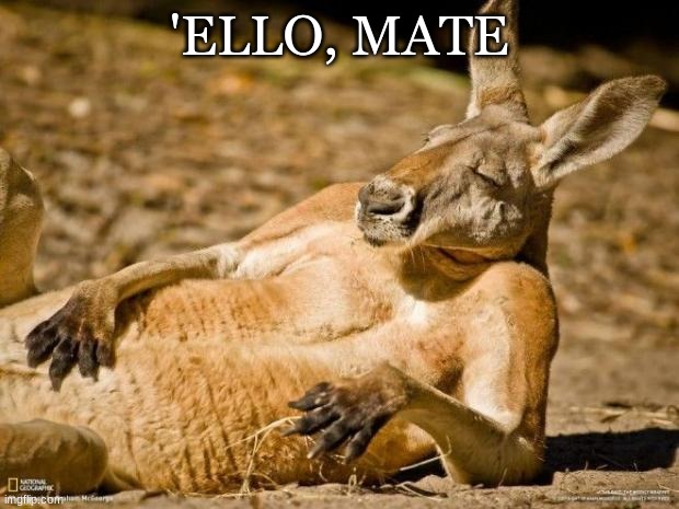 use this to respond 2 ya mates |  'ELLO, MATE | image tagged in chillin kangaroo | made w/ Imgflip meme maker