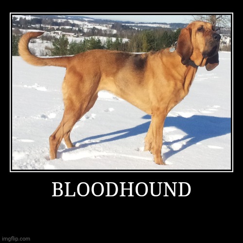 Bloodhound | BLOODHOUND | | image tagged in demotivationals,dog | made w/ Imgflip demotivational maker