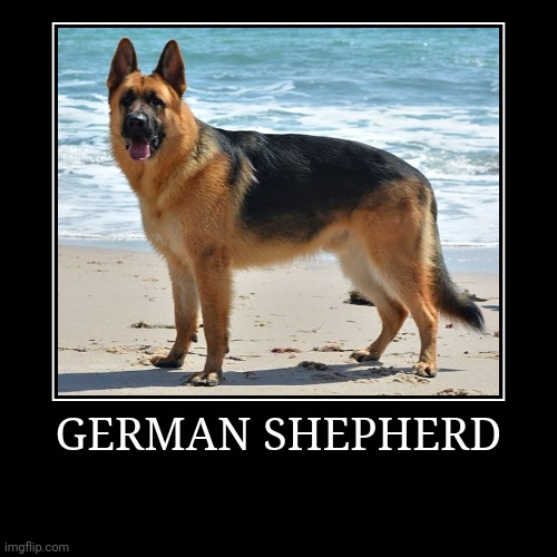 German Shepherd | GERMAN SHEPHERD | | image tagged in demotivationals,dog | made w/ Imgflip demotivational maker