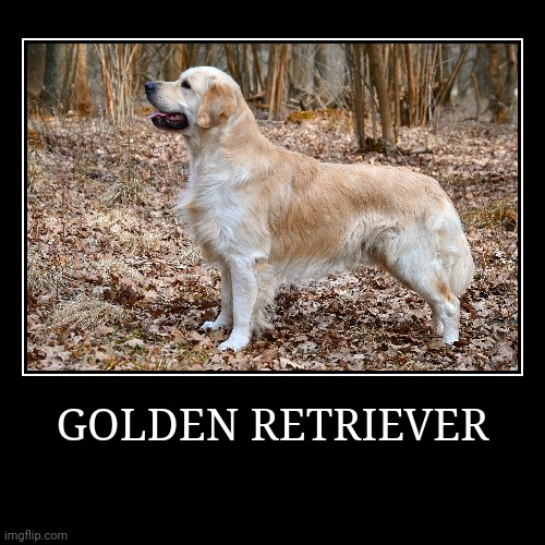 Golden Retriever | GOLDEN RETRIEVER | | image tagged in demotivationals,dog | made w/ Imgflip demotivational maker