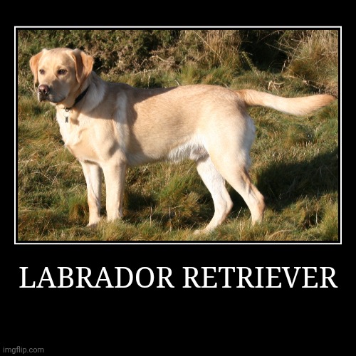 Labrador Retriever | LABRADOR RETRIEVER | | image tagged in demotivationals,dog | made w/ Imgflip demotivational maker