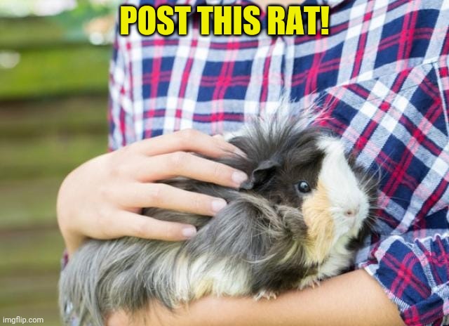 Rat invasion | POST THIS RAT! | image tagged in rats,invasion,post this rat,cute animals,but why why would you do that | made w/ Imgflip meme maker