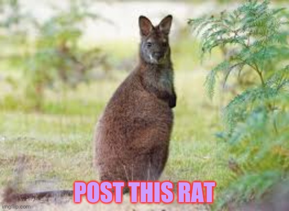 Rat invasion | POST THIS RAT | image tagged in post this rat,rats,invasion,cute,animals,but why why would you do that | made w/ Imgflip meme maker
