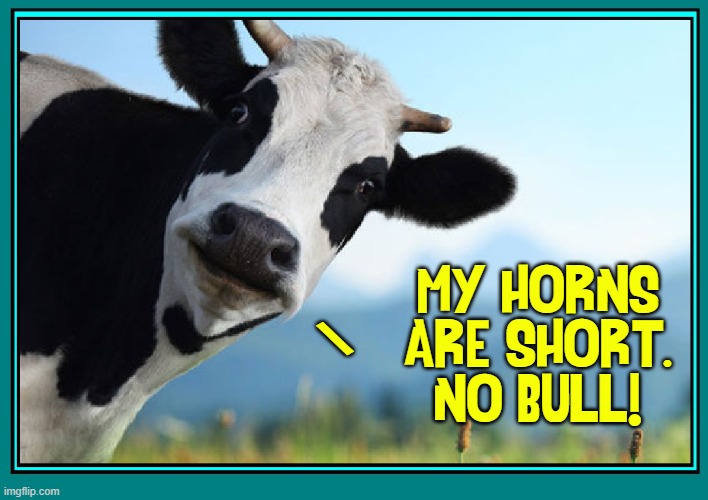 Excuse me, but how do I know you're really a cow? | MY HORNS
ARE SHORT.
NO BULL! \ | image tagged in vince vance,cows,bulls,bad pun cow,memes,horns | made w/ Imgflip meme maker