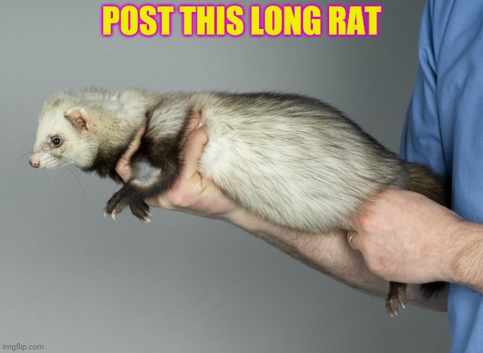 Rat invasion | POST THIS LONG RAT | image tagged in rats,invasion,post this rat,cute animals | made w/ Imgflip meme maker