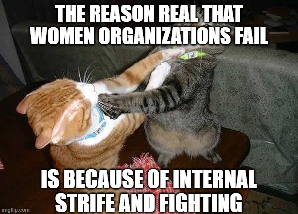 Two cats fighting for real | THE REASON REAL THAT WOMEN ORGANIZATIONS FAIL IS BECAUSE OF INTERNAL STRIFE AND FIGHTING | image tagged in two cats fighting for real | made w/ Imgflip meme maker