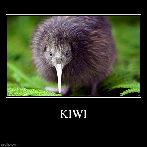kiwi | image tagged in funny,demotivationals,kiwi,memes | made w/ Imgflip demotivational maker