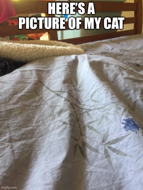 HERE’S A PICTURE OF MY CAT | made w/ Imgflip meme maker