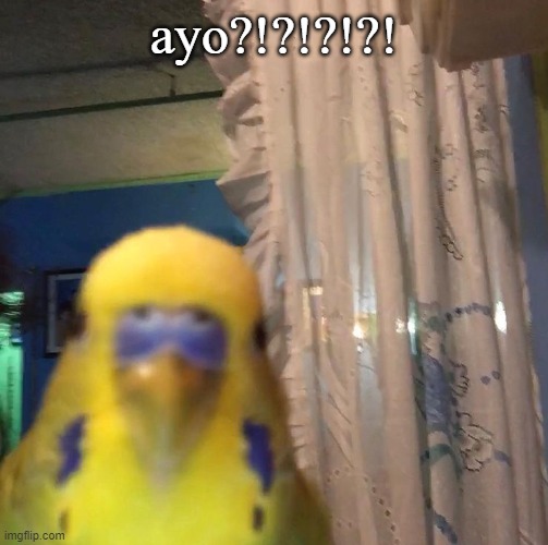 ayo bird | ayo?!?!?!?! | image tagged in ayo bird | made w/ Imgflip meme maker