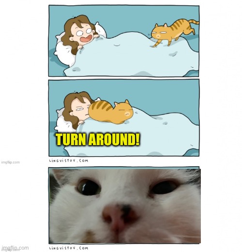 thinking cat Blank Template - Imgflip