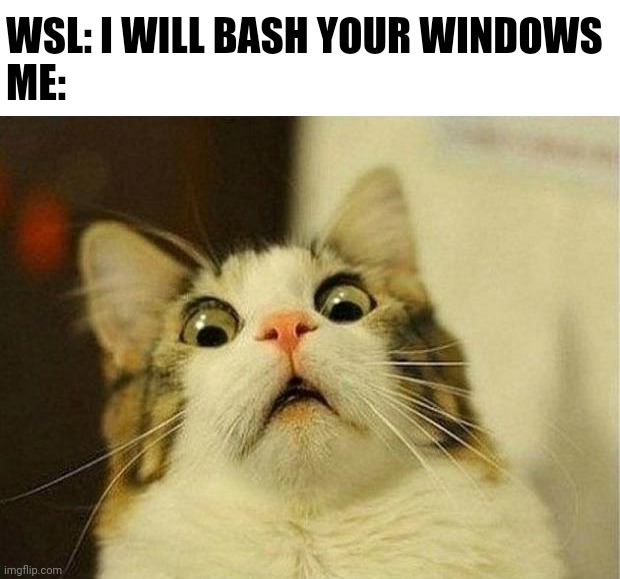 That's a lot of damage | WSL: I WILL BASH YOUR WINDOWS
ME: | image tagged in memes,scared cat,windows | made w/ Imgflip meme maker