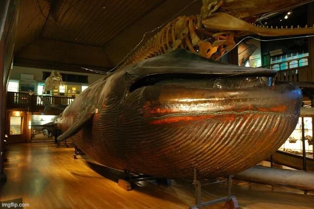 Massive Whale in a museum in Gothenburg, Sweden. | image tagged in memes,unfunny | made w/ Imgflip meme maker