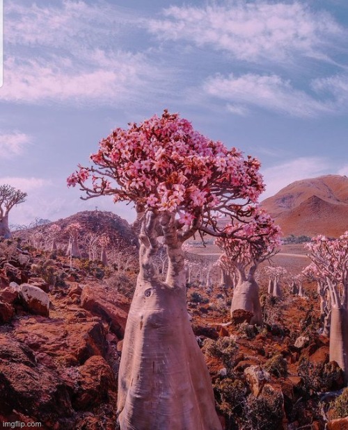 Socotra Island in Yemen | image tagged in awesome,unfunny | made w/ Imgflip meme maker