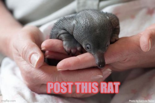 Rat invasion continues | POST THIS RAT | image tagged in rats,invasion,post this rat,cute animals,but why why would you do that | made w/ Imgflip meme maker
