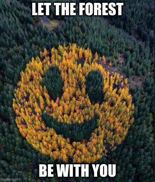 if people hugged a tree before they cut it down we would have more trees | LET THE FOREST; BE WITH YOU | image tagged in tree smile,slow,harvest,system | made w/ Imgflip meme maker