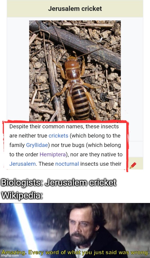 Biologists: Jerusalem cricket; Wikipedia: | image tagged in every word of what you just said was wrong,wikipedia,jerusalem cricket | made w/ Imgflip meme maker