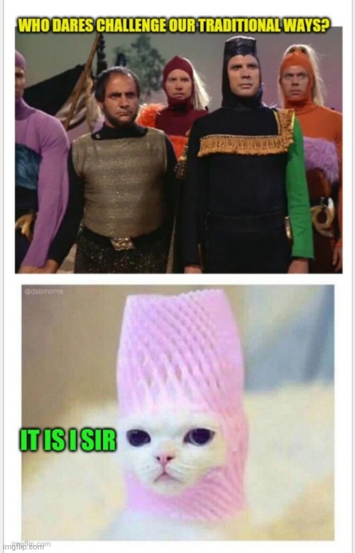 Star Trek TOS | image tagged in star trek,kitty | made w/ Imgflip meme maker