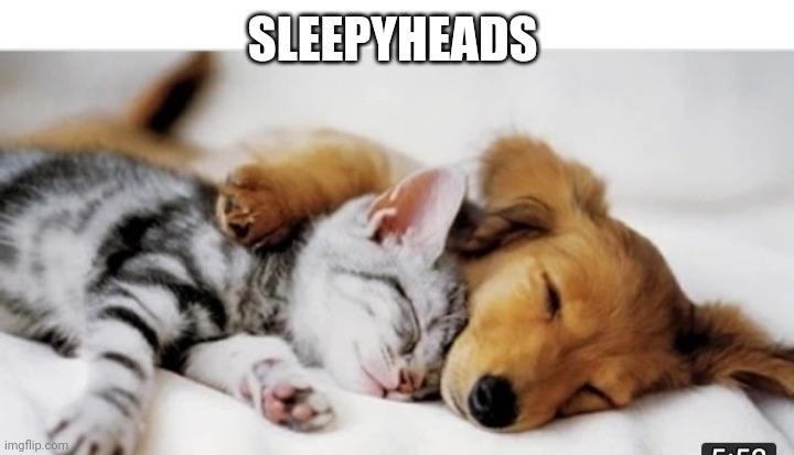 Cute Friends | SLEEPYHEADS | image tagged in kitty,puppy,friends | made w/ Imgflip meme maker