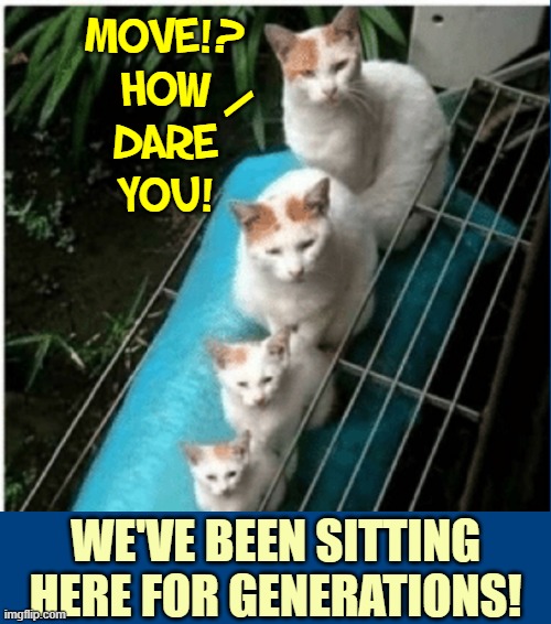 4 Generations of a Cat Family are asked to move | MOVE!?
HOW
DARE
YOU! \; WE'VE BEEN SITTING HERE FOR GENERATIONS! | image tagged in vince vance,cats,memes,meow,russian dolls | made w/ Imgflip meme maker