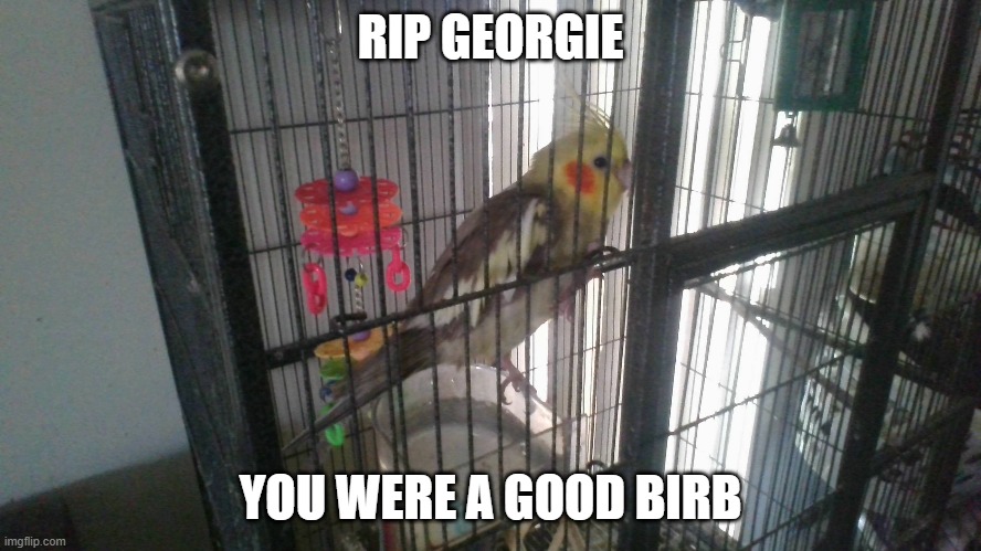 RIP GEORGIE YOU WERE A GOOD BIRB | made w/ Imgflip meme maker