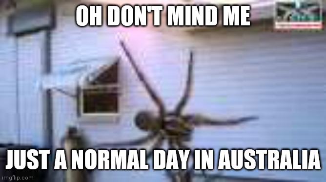 GIANT spider | OH DON'T MIND ME; JUST A NORMAL DAY IN AUSTRALIA | image tagged in giant spider | made w/ Imgflip meme maker