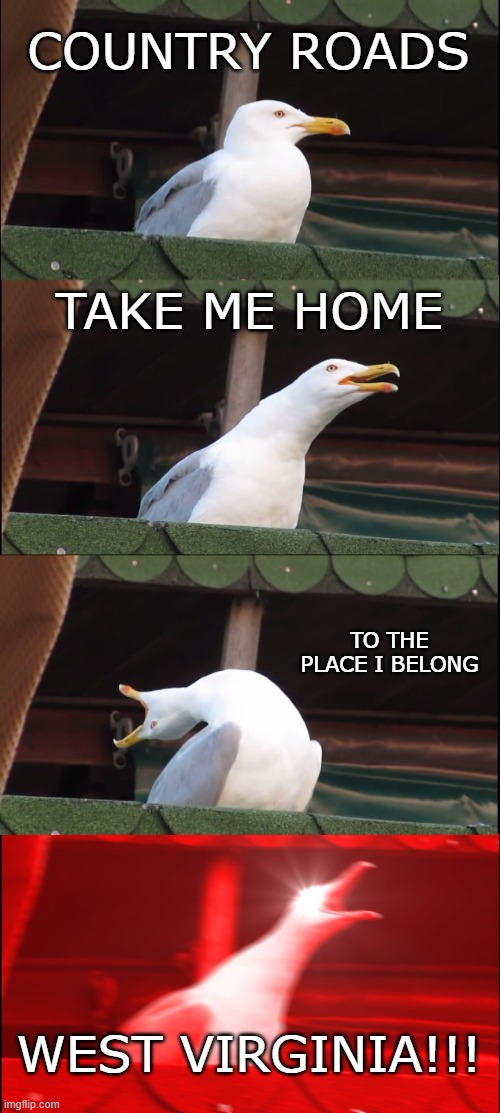 *inhales deeply* WeSt ViRgInIa!!!! | COUNTRY ROADS; TAKE ME HOME; TO THE PLACE I BELONG; WEST VIRGINIA!!! | image tagged in memes,inhaling seagull,fun,funny,country music | made w/ Imgflip meme maker