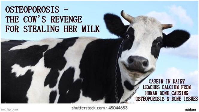 Milk | OSTEOPOROSIS – 
THE COW’
FOR STEALING HER MILK; S REVENGE; CASEIN IN DAIRY
LEACHES CALCIUM FROM
HUMAN BONE CAUSING
OSTEOPOROSIS & BONE ISSUES; minkpen | image tagged in vegan,vegetarian,milk,cheese,yogurt,cow | made w/ Imgflip meme maker