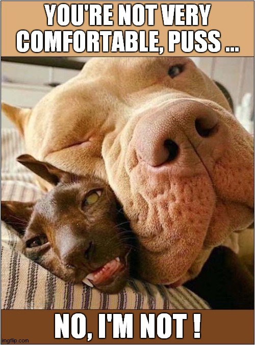 Snooze Time ! | YOU'RE NOT VERY COMFORTABLE, PUSS ... NO, I'M NOT ! | image tagged in cats,dogs,sleeping | made w/ Imgflip meme maker