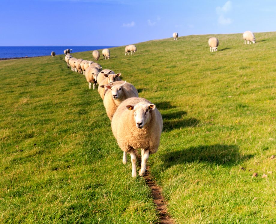 High Quality Sheep walking in line Blank Meme Template