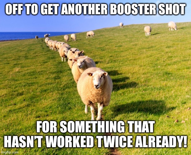 Sheep walking in line | OFF TO GET ANOTHER BOOSTER SHOT; FOR SOMETHING THAT HASN’T WORKED TWICE ALREADY! | image tagged in sheep walking in line | made w/ Imgflip meme maker