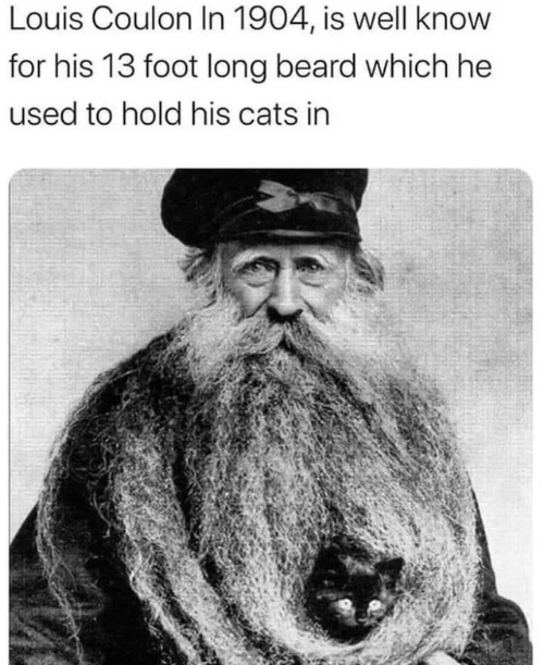 image tagged in cats | made w/ Imgflip meme maker