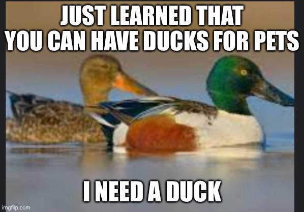 JUST LEARNED THAT YOU CAN HAVE DUCKS FOR PETS; I NEED A DUCK | made w/ Imgflip meme maker
