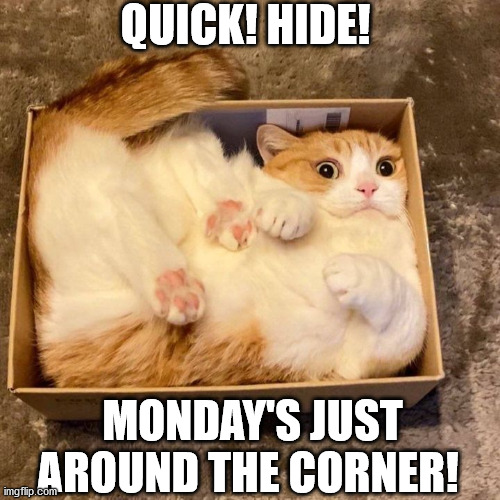Monday's coming! | QUICK! HIDE! MONDAY'S JUST AROUND THE CORNER! | image tagged in cat,monday | made w/ Imgflip meme maker