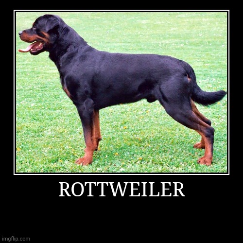 Rottweiler | ROTTWEILER | | image tagged in demotivationals,dog | made w/ Imgflip demotivational maker