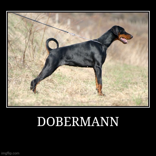 Dobermann | DOBERMANN | | image tagged in demotivationals,dog | made w/ Imgflip demotivational maker
