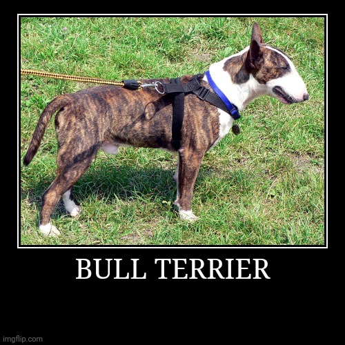 Bull Terrier | BULL TERRIER | | image tagged in demotivationals,dog | made w/ Imgflip demotivational maker