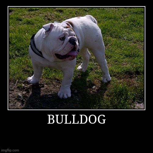 Bulldog | BULLDOG | | image tagged in demotivationals,dog | made w/ Imgflip demotivational maker