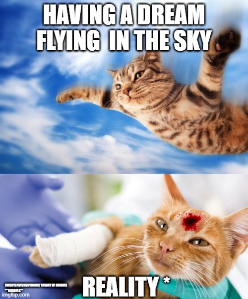 HAVING A DREAM FLYING  IN THE SKY; REALITY *; FREUD'S PSYCHODYNAMIC THEORY OF DREAMS
***ROBBIE A*** | image tagged in flying-cat | made w/ Imgflip meme maker